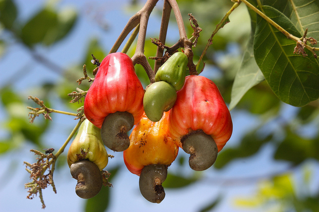 photo of cashew fruit